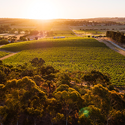 バーン・ヴィンヤーズ