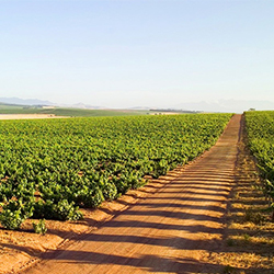 パーデバーグ・ワインズ